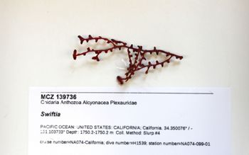 Media type: image;   Invertebrate Zoology 139736